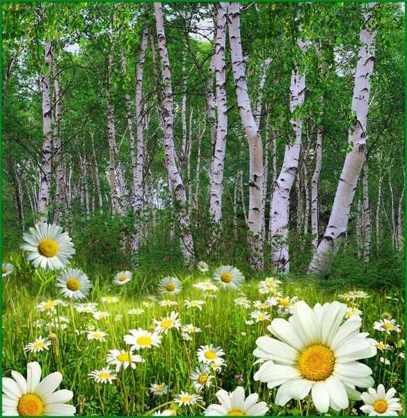 Фотообои бумажные 6л Ромашковая поляна 196*201 (10) №146