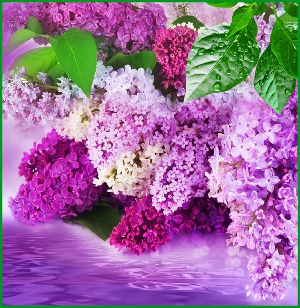 Фотообои бумажные 6л Цветущая сирень 196*201 (10) №124