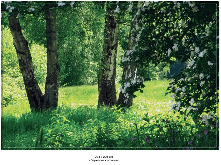 Фотообои бумажные 9л Березовая поляна 294*201 (10) №221