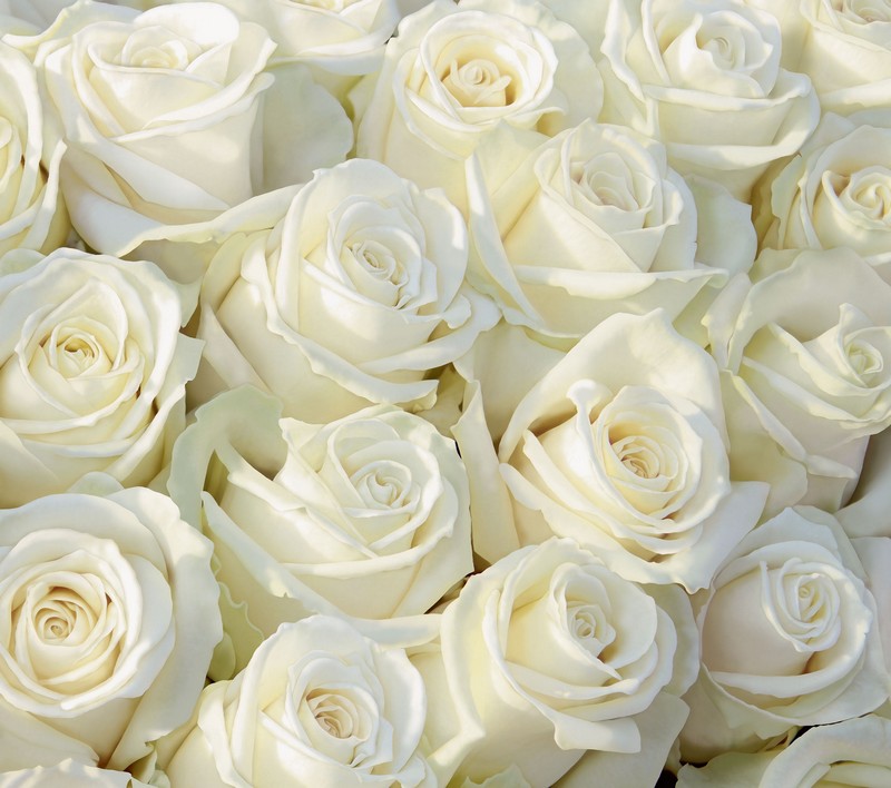 Фотообои бумажные 12л Белоснежный букет 294*260 (10) №286