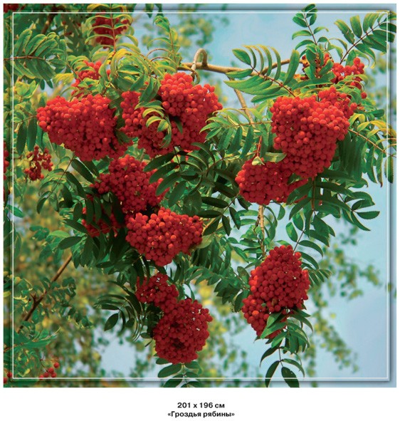 Фотообои бумажные 6л Гроздья рябины 196*201 (10) №242