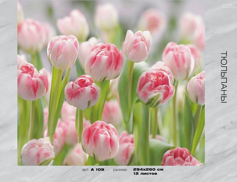 Фотообои бумажные 12л Тюльпаны А109 294*260 (6) VIP VOSTORG