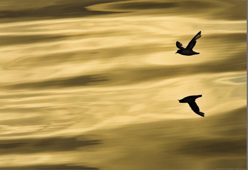 Фотообои 1-604 "Отражение" 184см*127см на бумажной основе, KOMAR